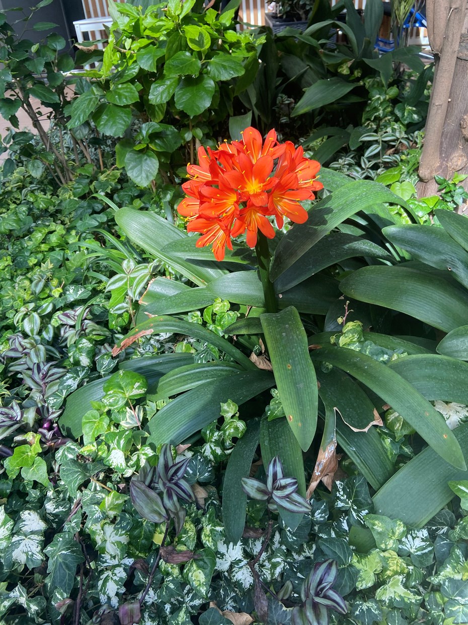 Lene samler ind til SOS Børnebyerne