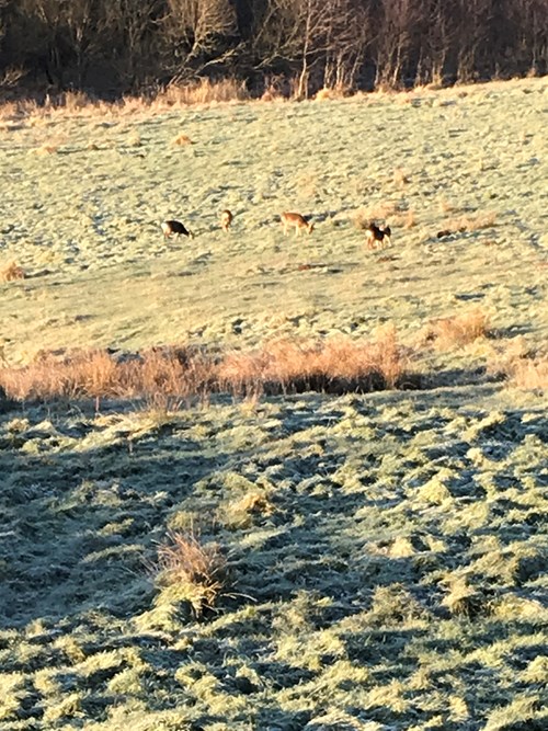 Knud Eriks indsamling 